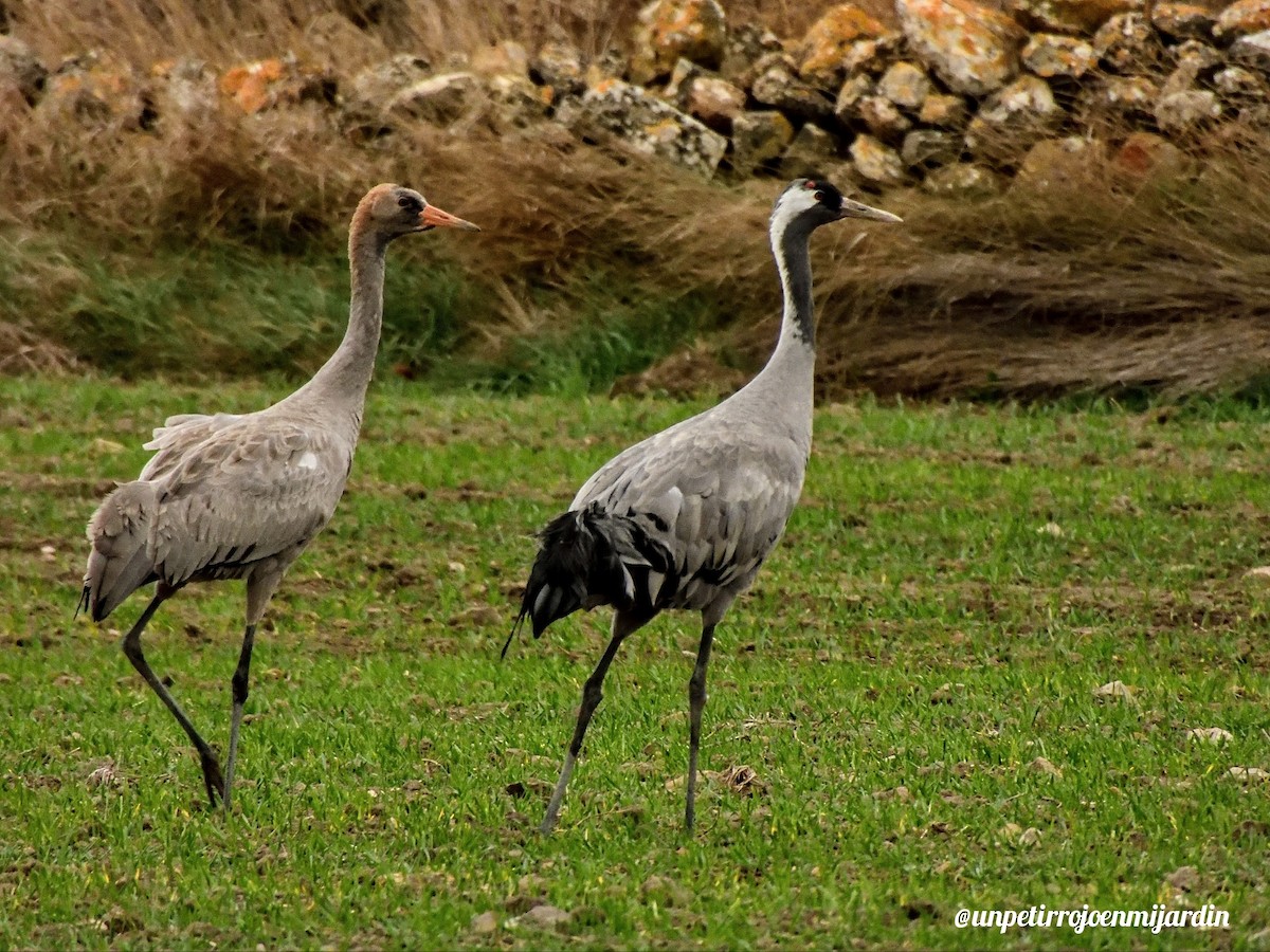 Common Crane - ML612802483
