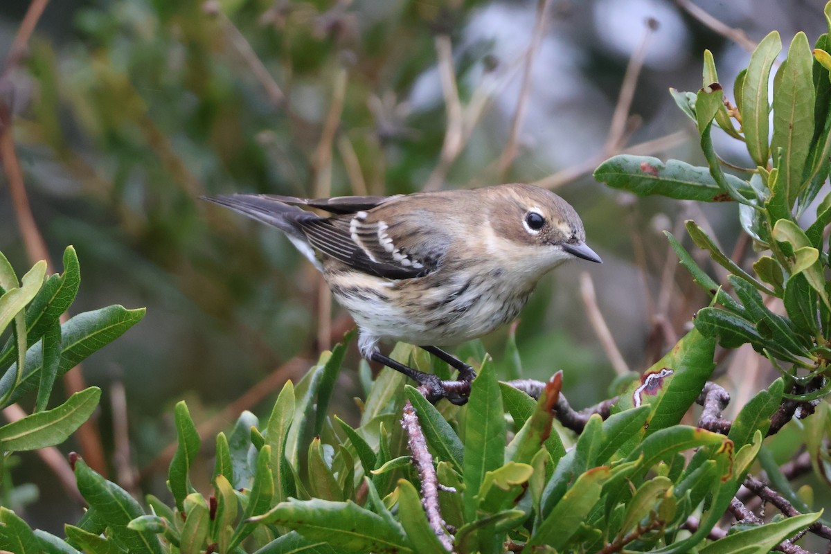 Yellow-rumped Warbler - ML612802523