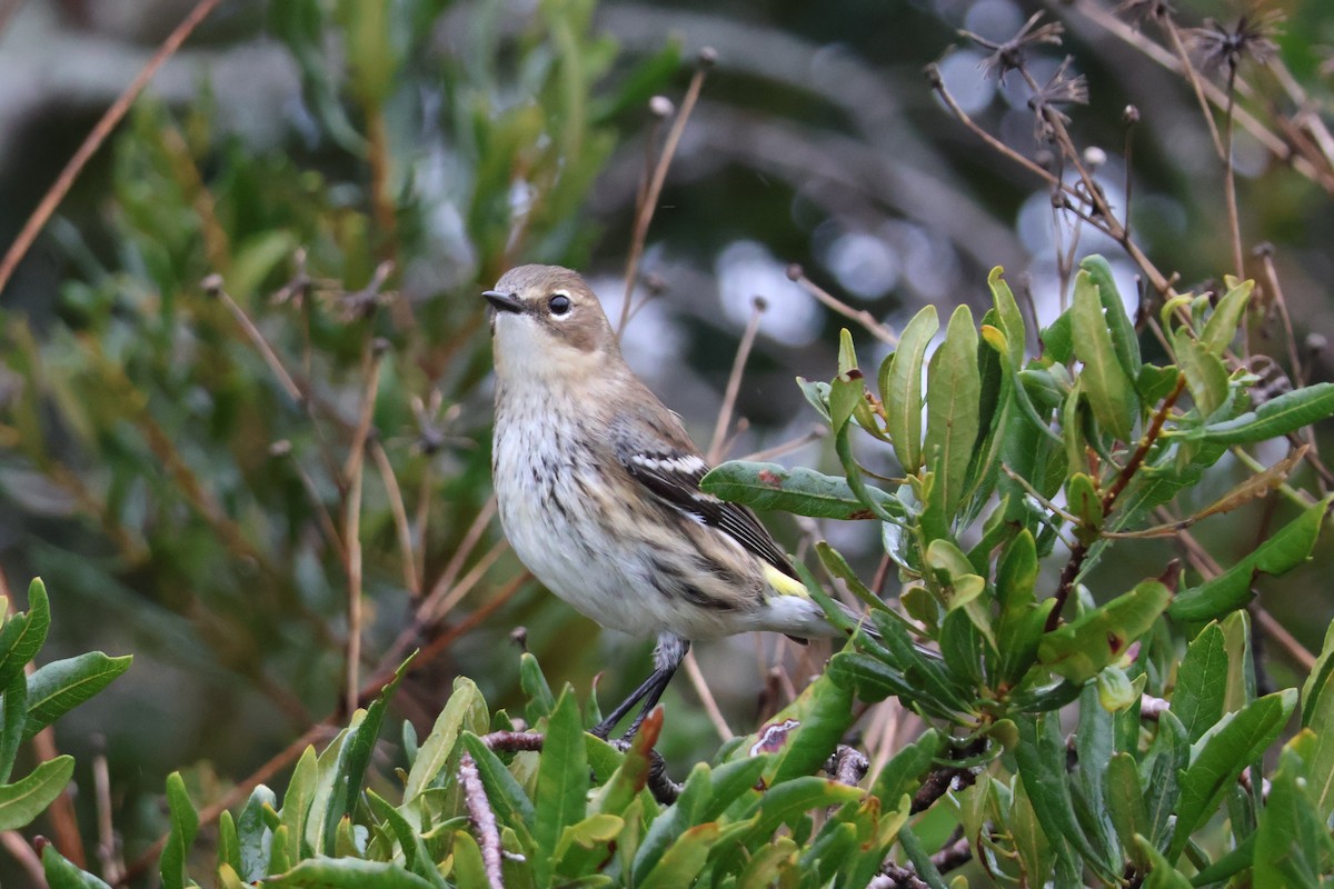 Yellow-rumped Warbler - ML612802527