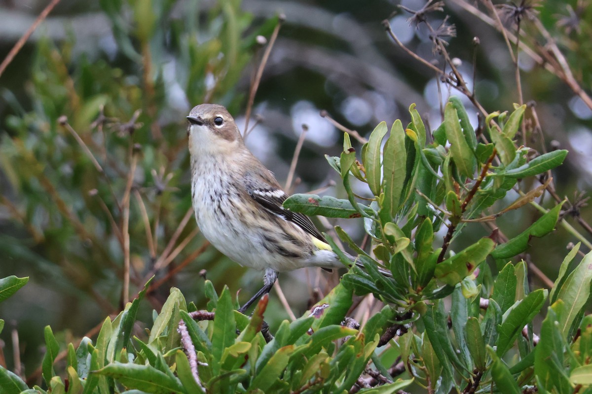 Yellow-rumped Warbler - ML612802529