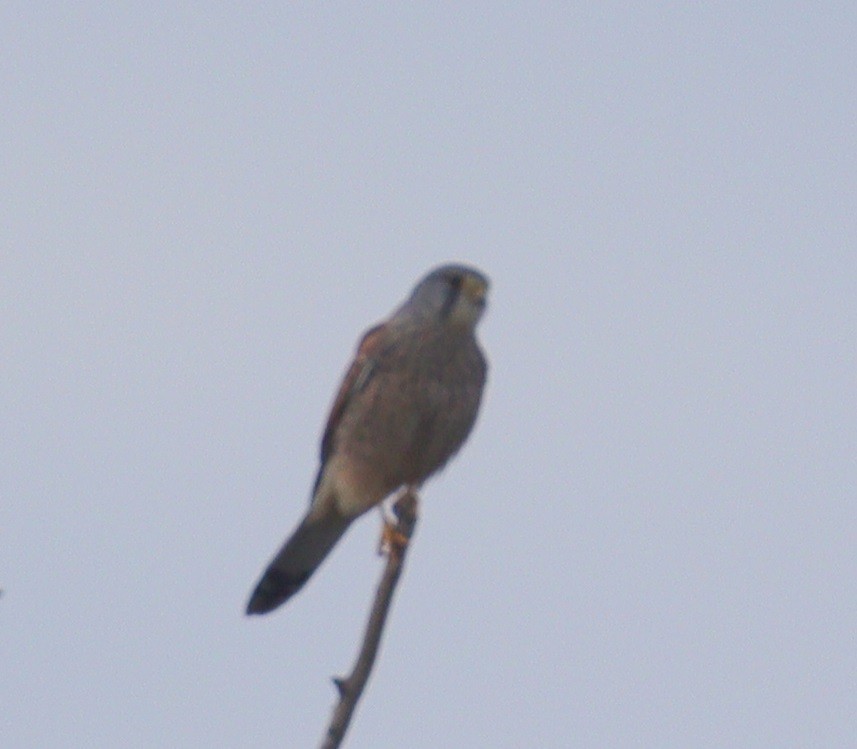 Eurasian Kestrel - ML612802587