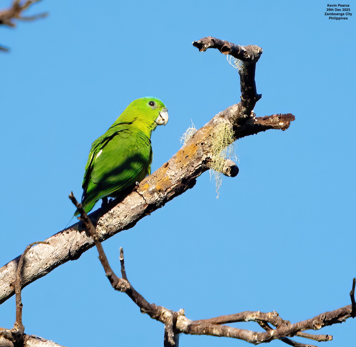 Blue-crowned Racquet-tail - ML612802593