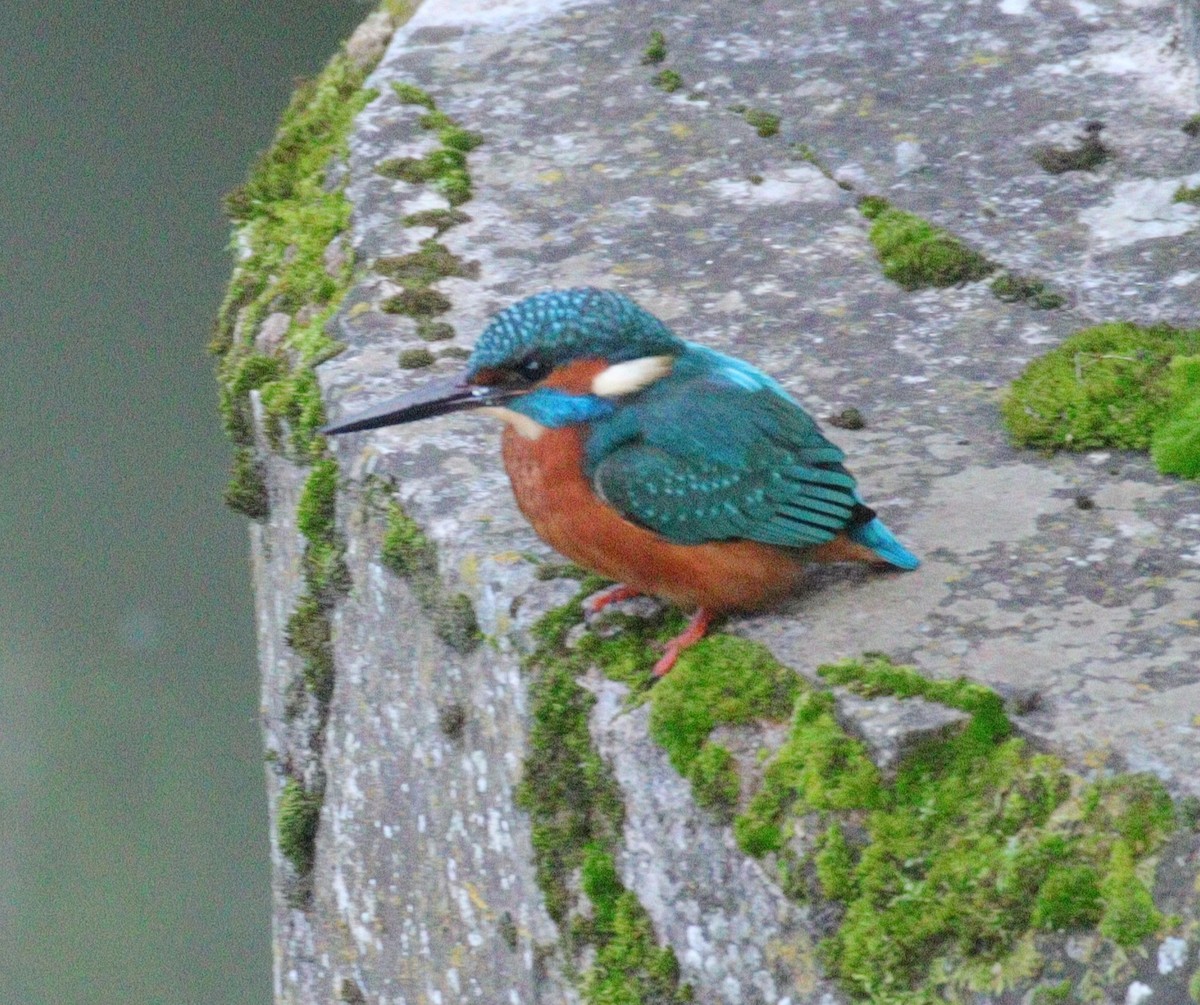 Common Kingfisher - ML612802601