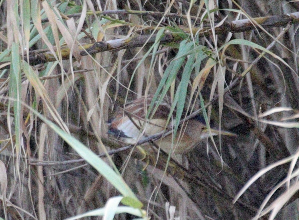 Little Bittern - ML612802607