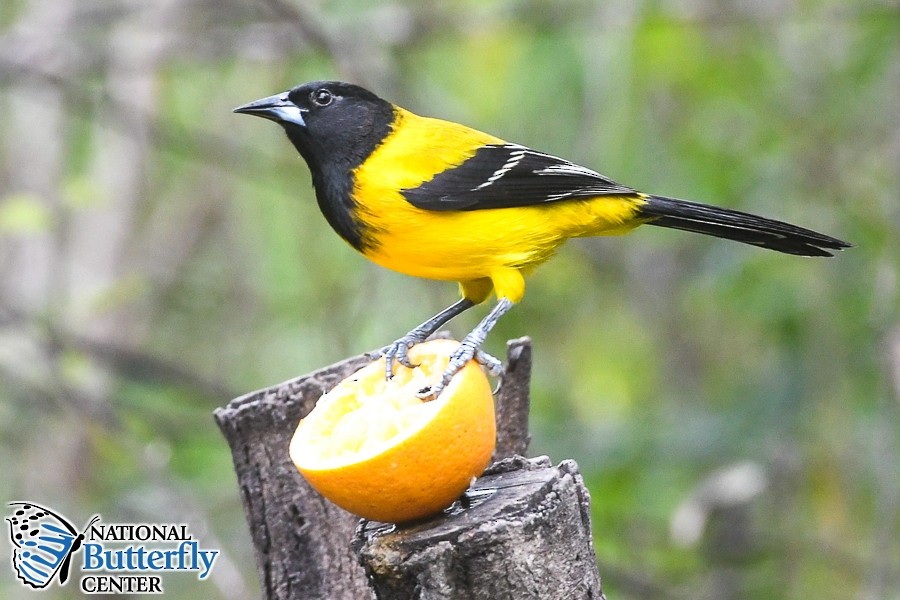 Audubon's Oriole - ML612802629