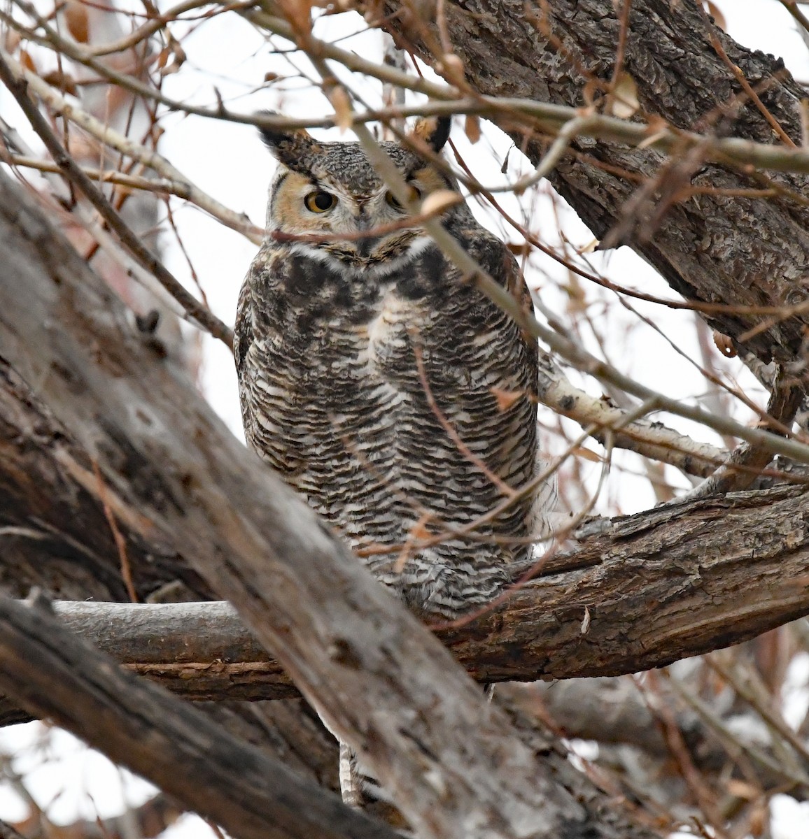 Great Horned Owl - ML612802676