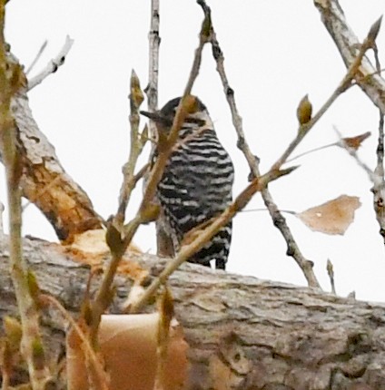 Ladder-backed Woodpecker - ML612802692