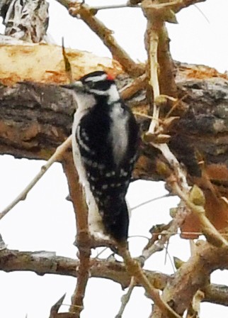 Downy Woodpecker - ML612802700