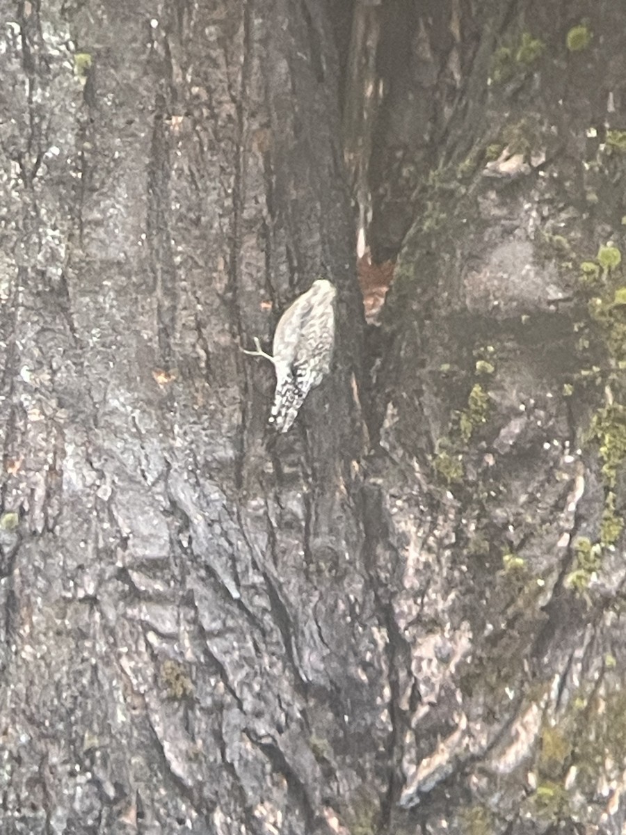 Yellow-bellied Sapsucker - ML612802715