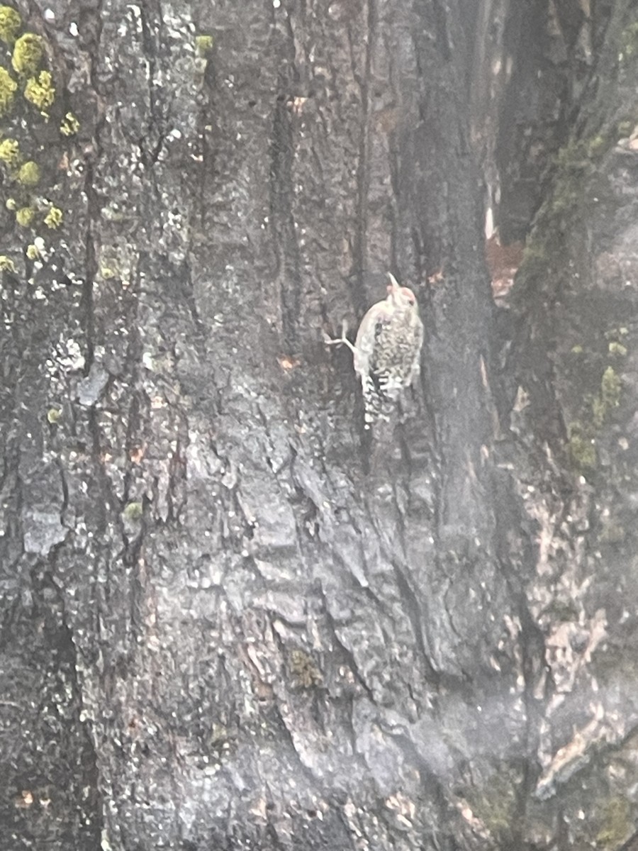 Yellow-bellied Sapsucker - ML612802716