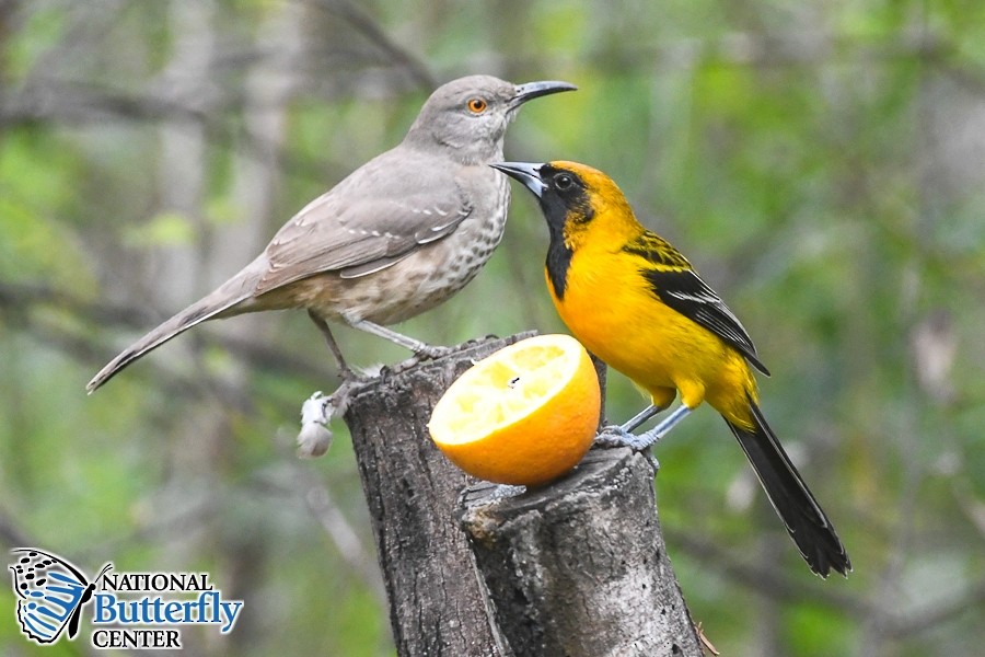 Altamira x Audubon's Oriole (hybrid) - Baceliza Monroe