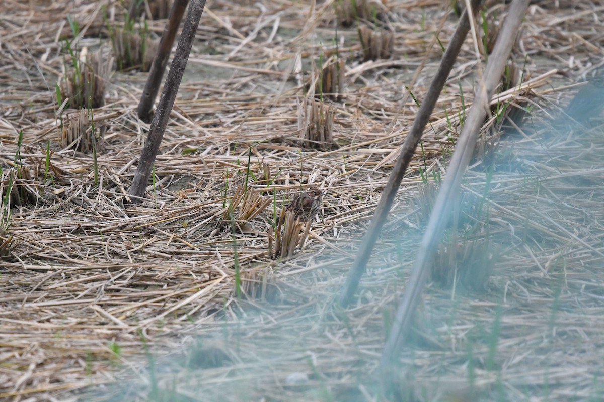 Little Bunting - ML612802734