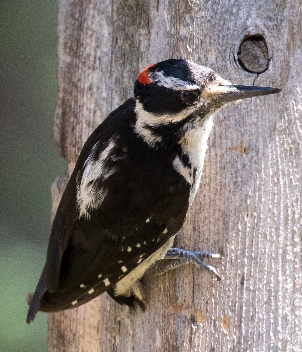 Hairy Woodpecker - Teresa Palos