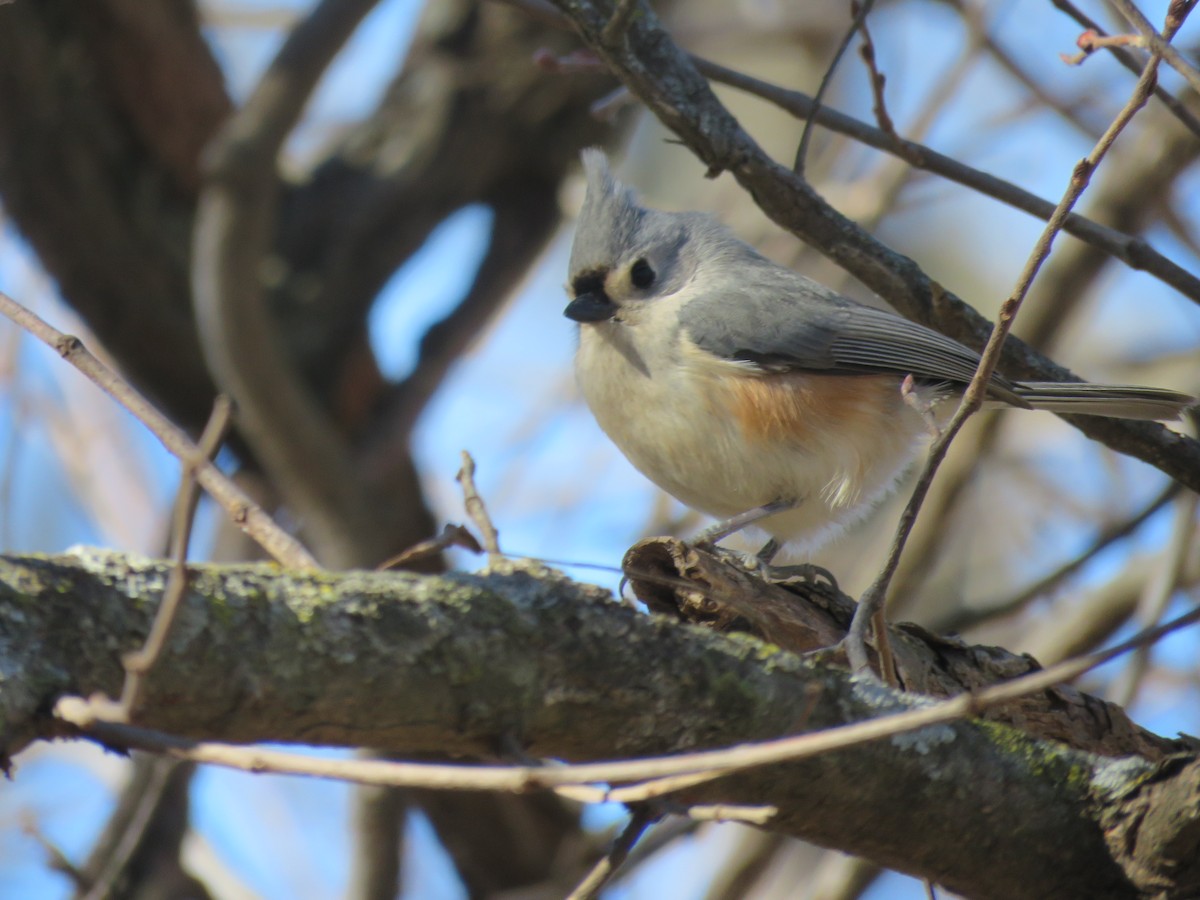 Tufted Titmouse - Gregg Friesen