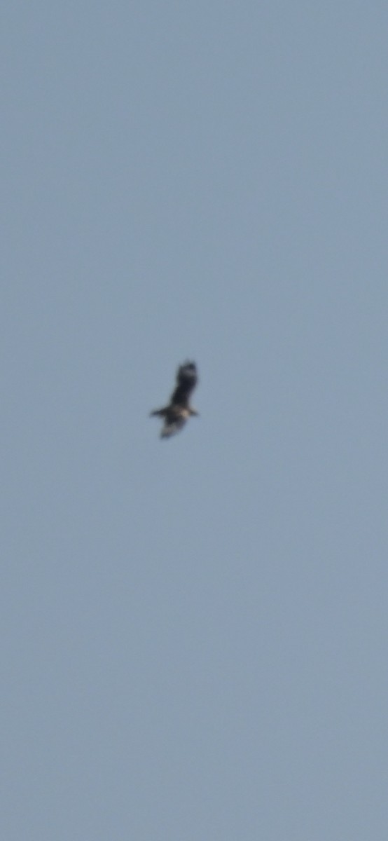 Black-breasted Kite - ML612802809