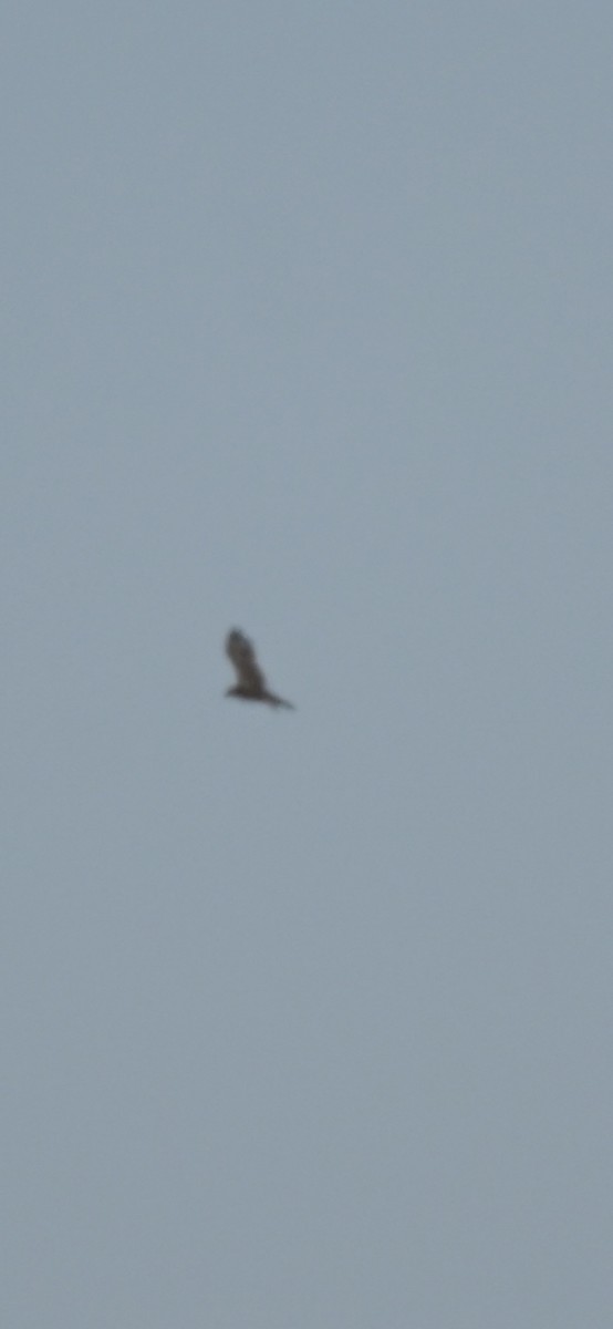 Black-breasted Kite - ML612802810