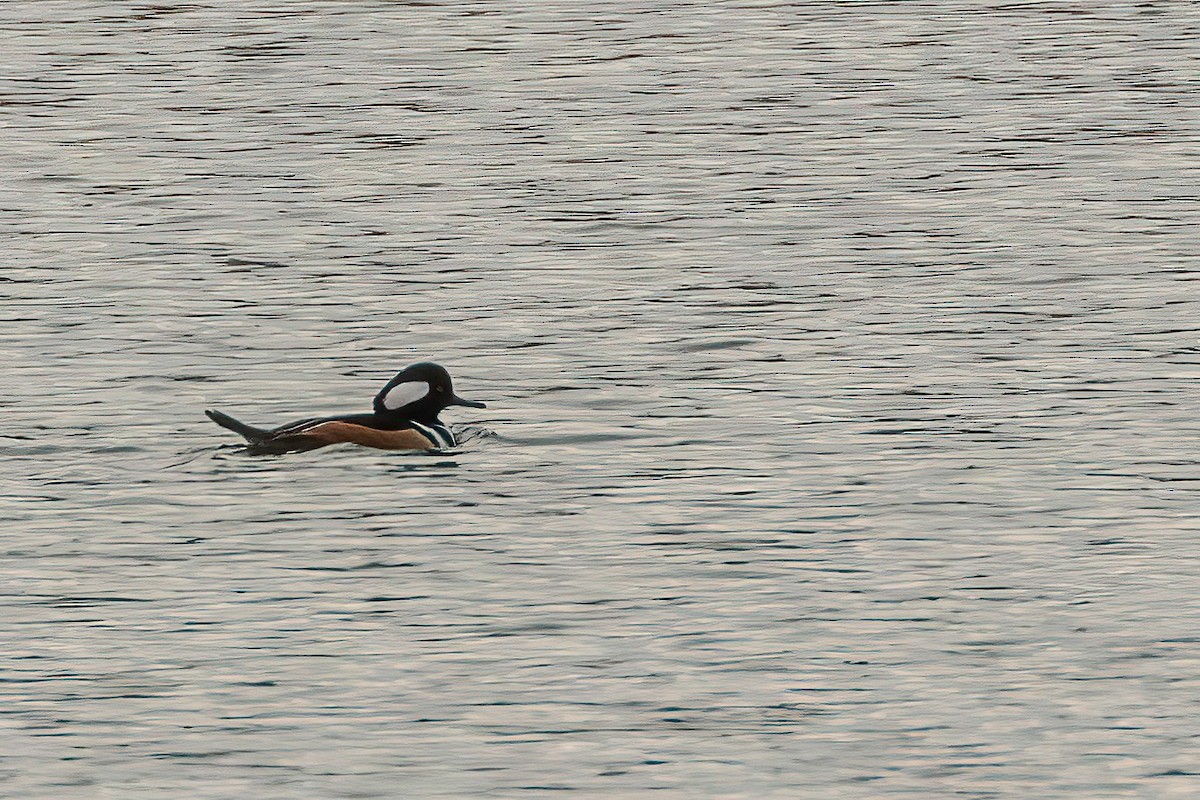 Hooded Merganser - ML612802957