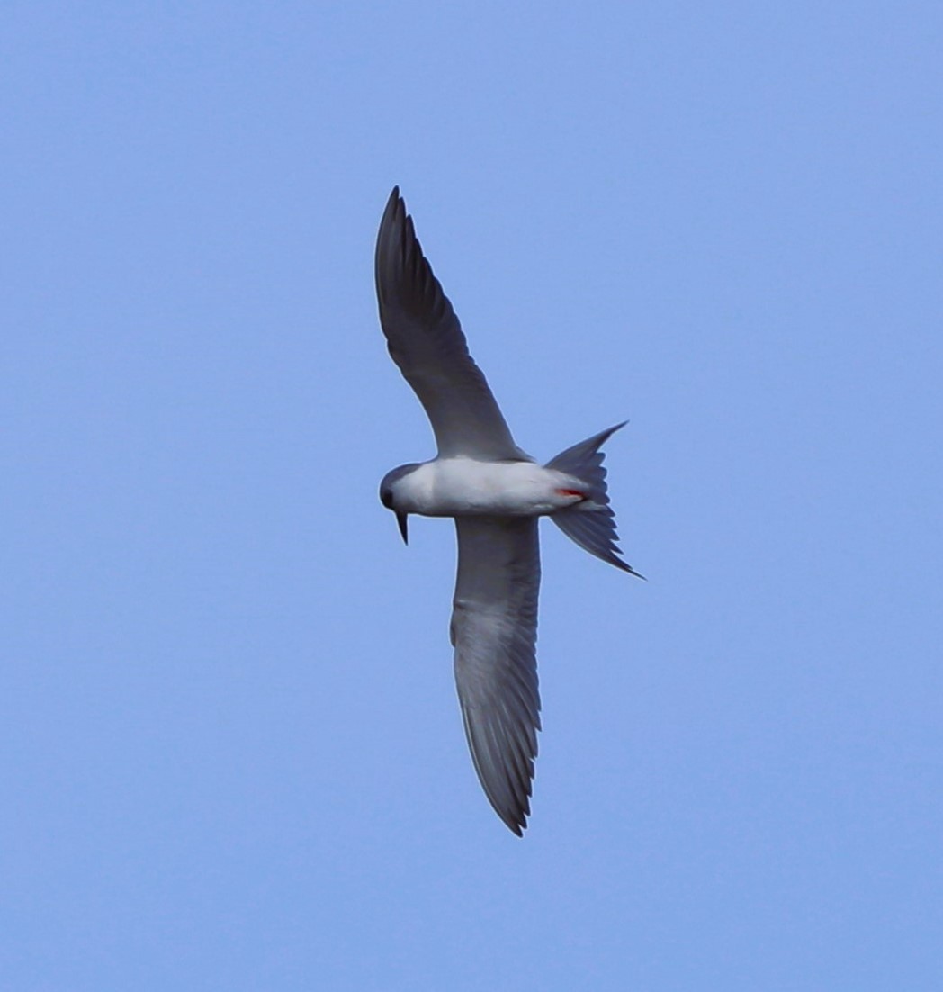 Forster's Tern - Glenn Blaser