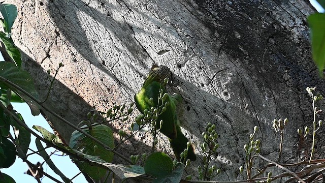 Green-eared Barbet - ML612803065