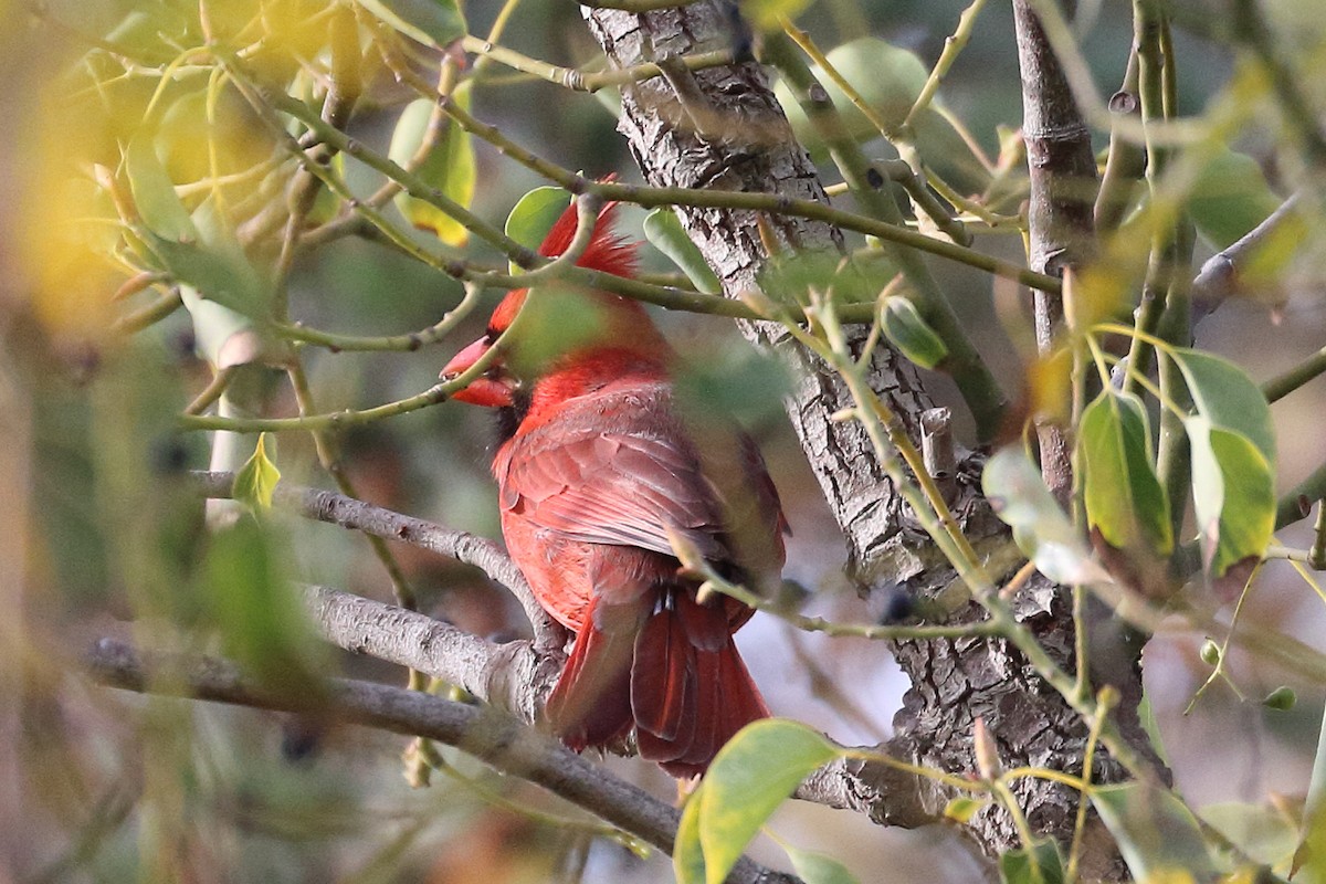 Cardinal rouge - ML612803080