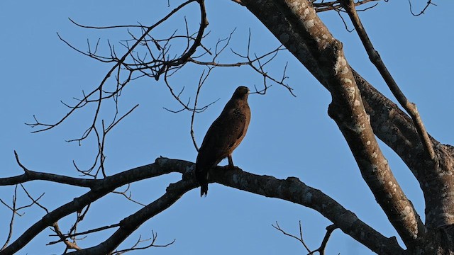 Crested Serpent-Eagle - ML612803138