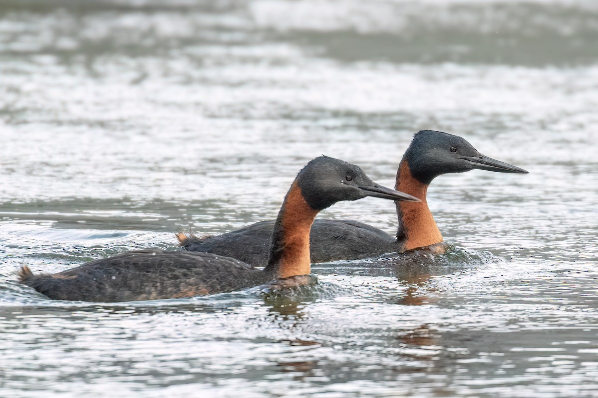 Great Grebe - Marcos Eugênio Birding Guide