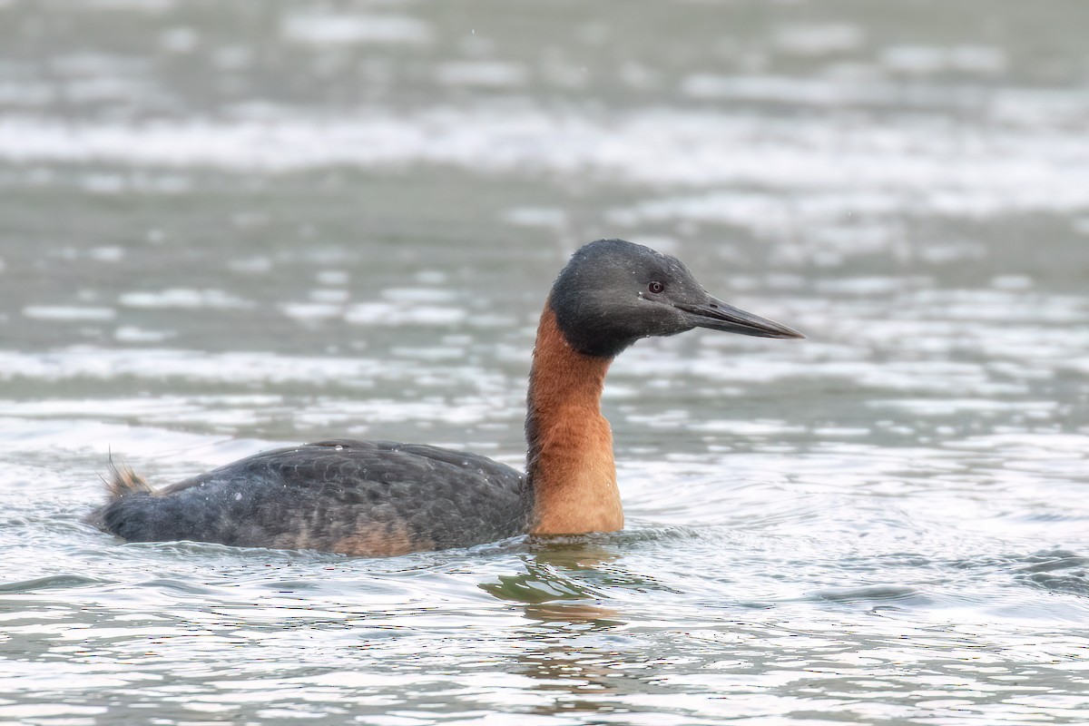 Great Grebe - Marcos Eugênio Birding Guide