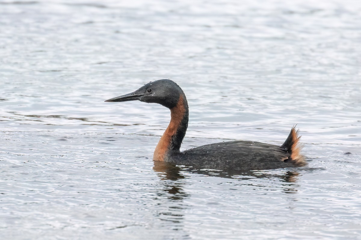 Great Grebe - Marcos Eugênio Birding Guide