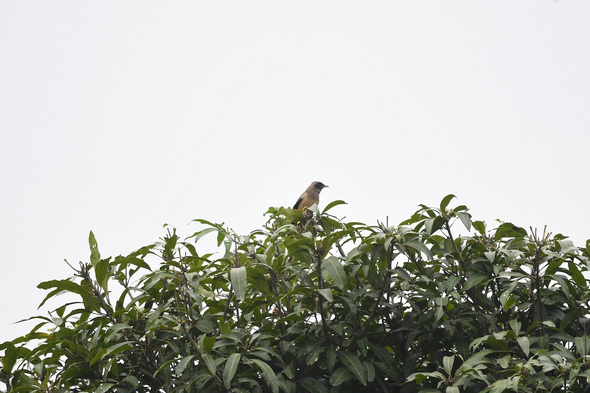 Masked Laughingthrush - ML612803178