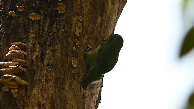 Blue-throated Barbet - ML612803217