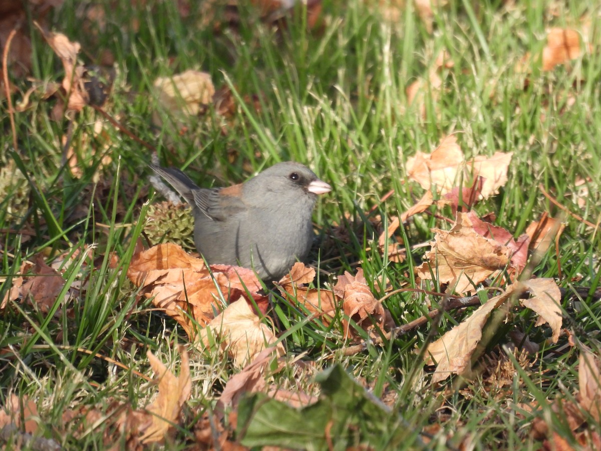 Junco ardoisé (caniceps) - ML612803220