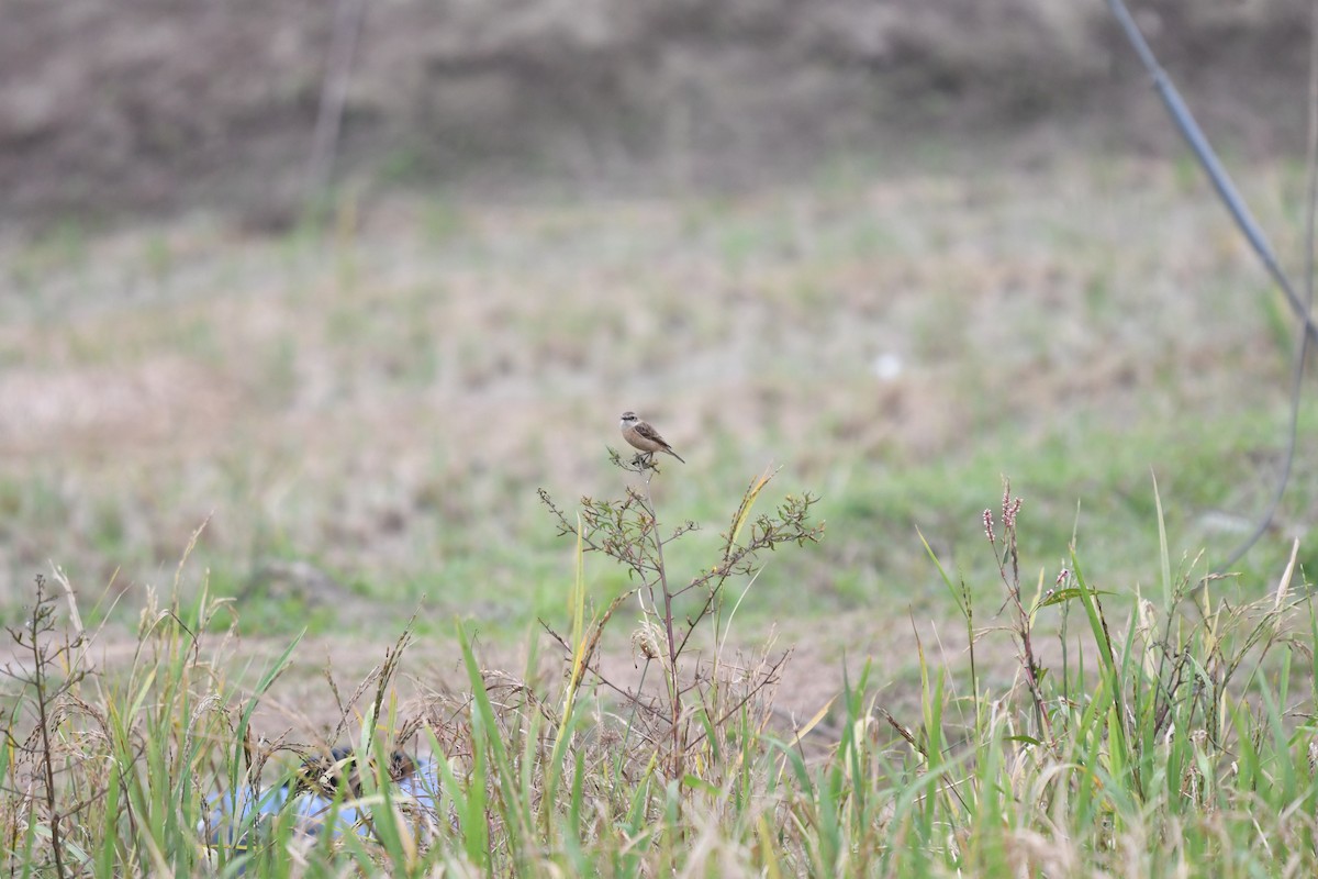 Amur Stonechat - ML612803224