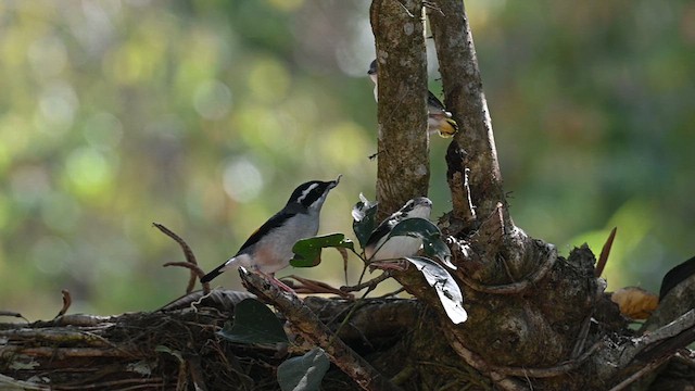 White-browed Shrike-Babbler - ML612803264