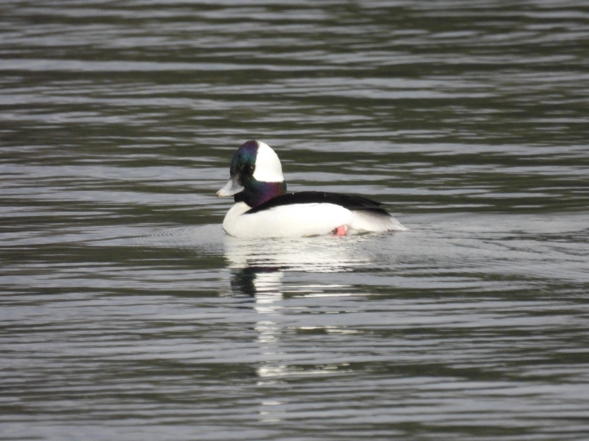 Bufflehead - Valerie Van Arsdale Shrader