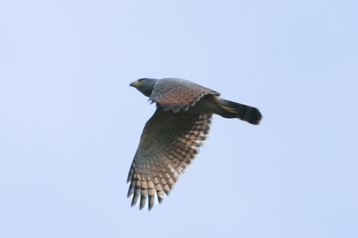 Roadside Hawk - ML612803290