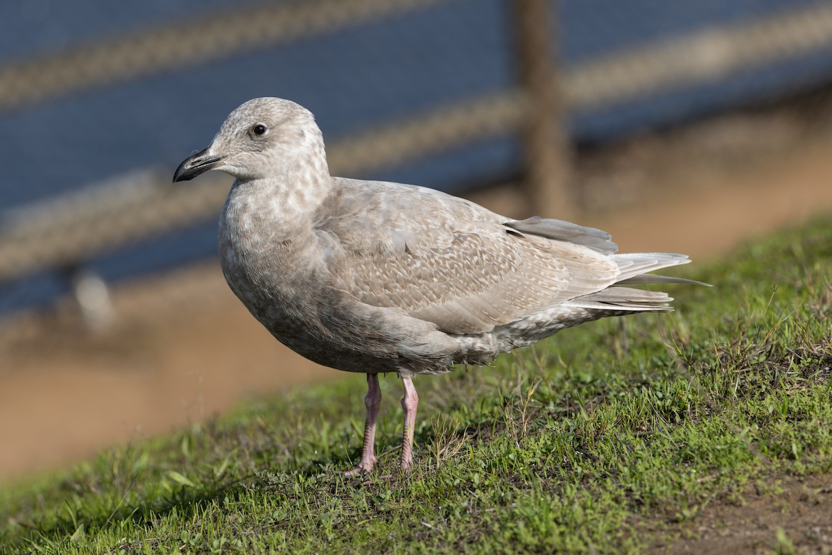 Glaucous-winged Gull - ML612803305