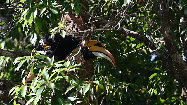 Great Hornbill - ML612803361