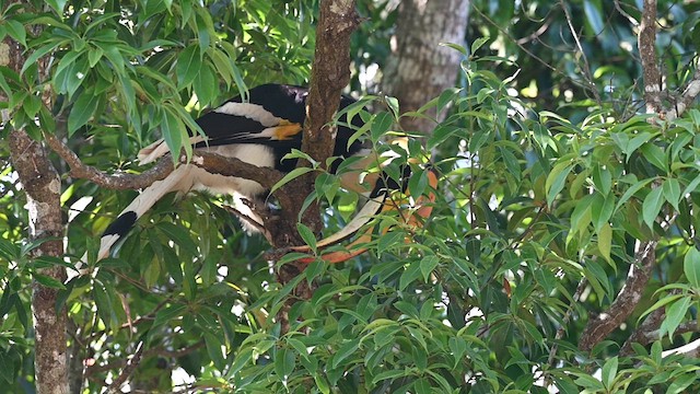 Great Hornbill - ML612803362