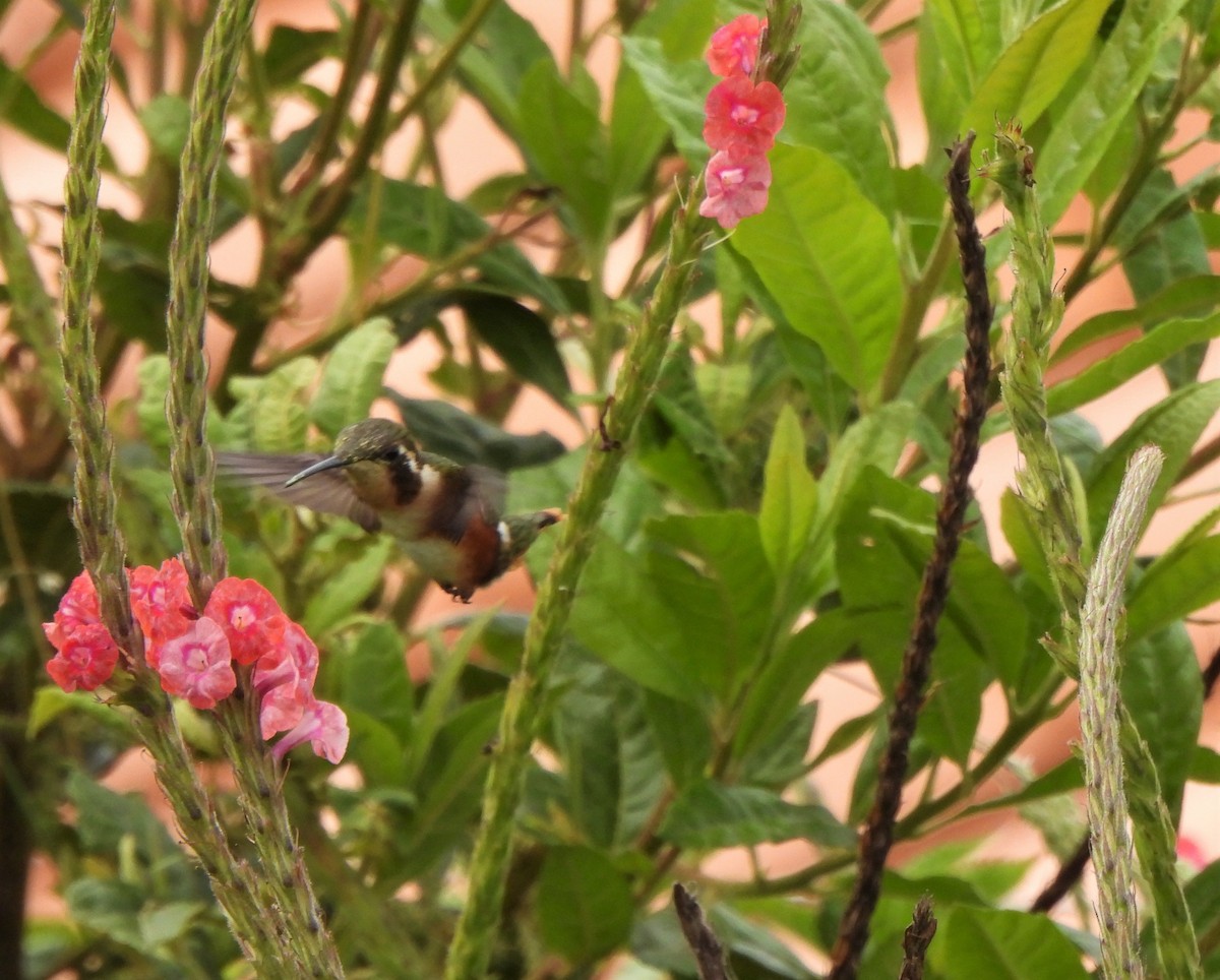 White-bellied Woodstar - ML612803364