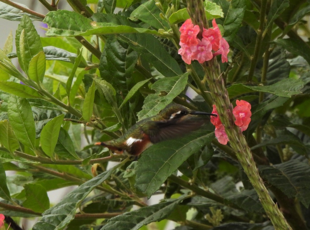 White-bellied Woodstar - ML612803365