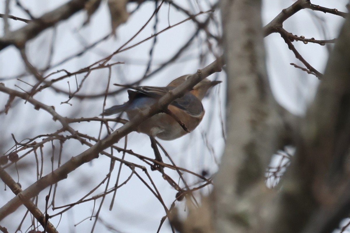 Eastern Bluebird - Kathy Richardson