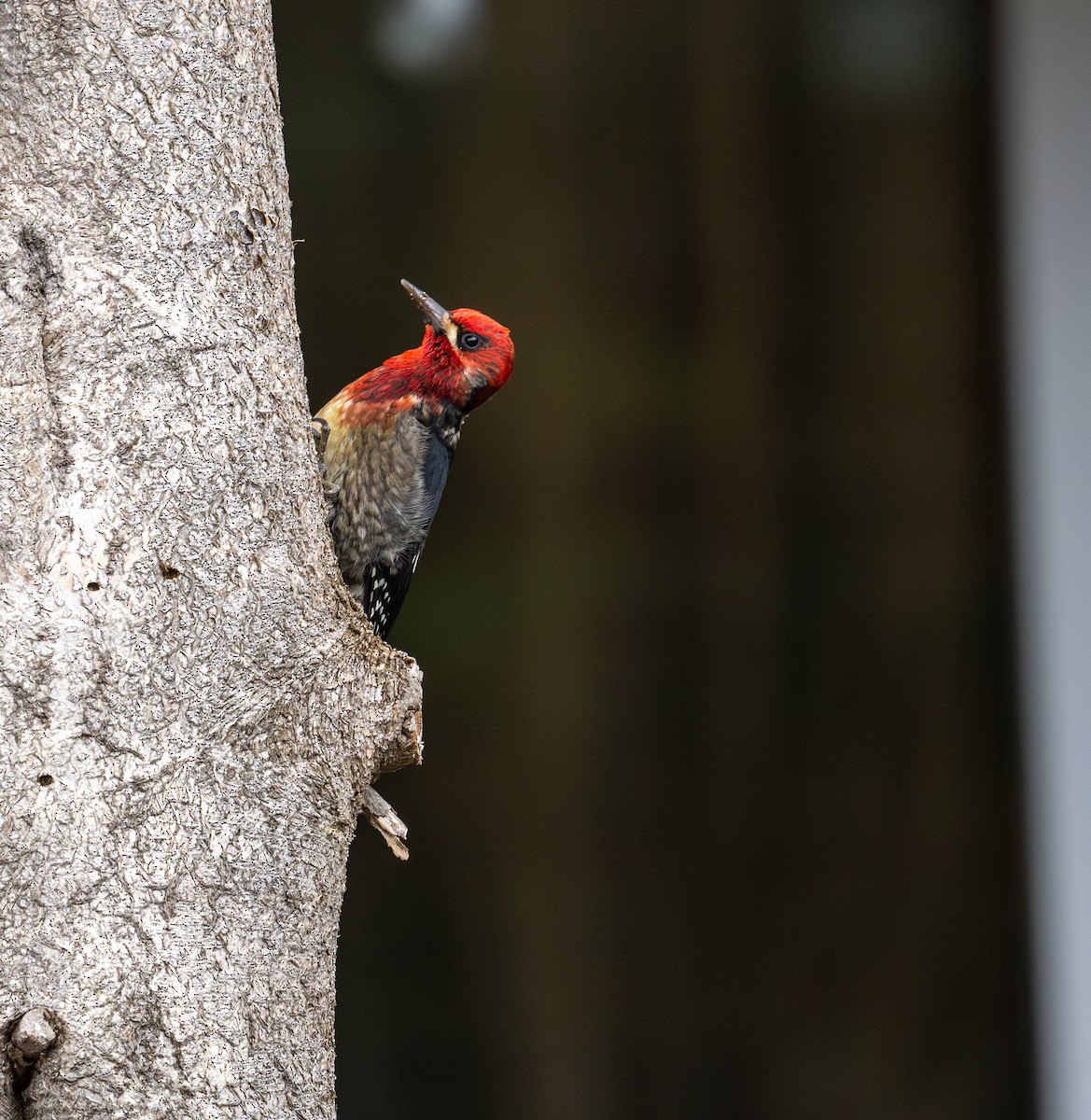 Red-breasted Sapsucker - ML612803394