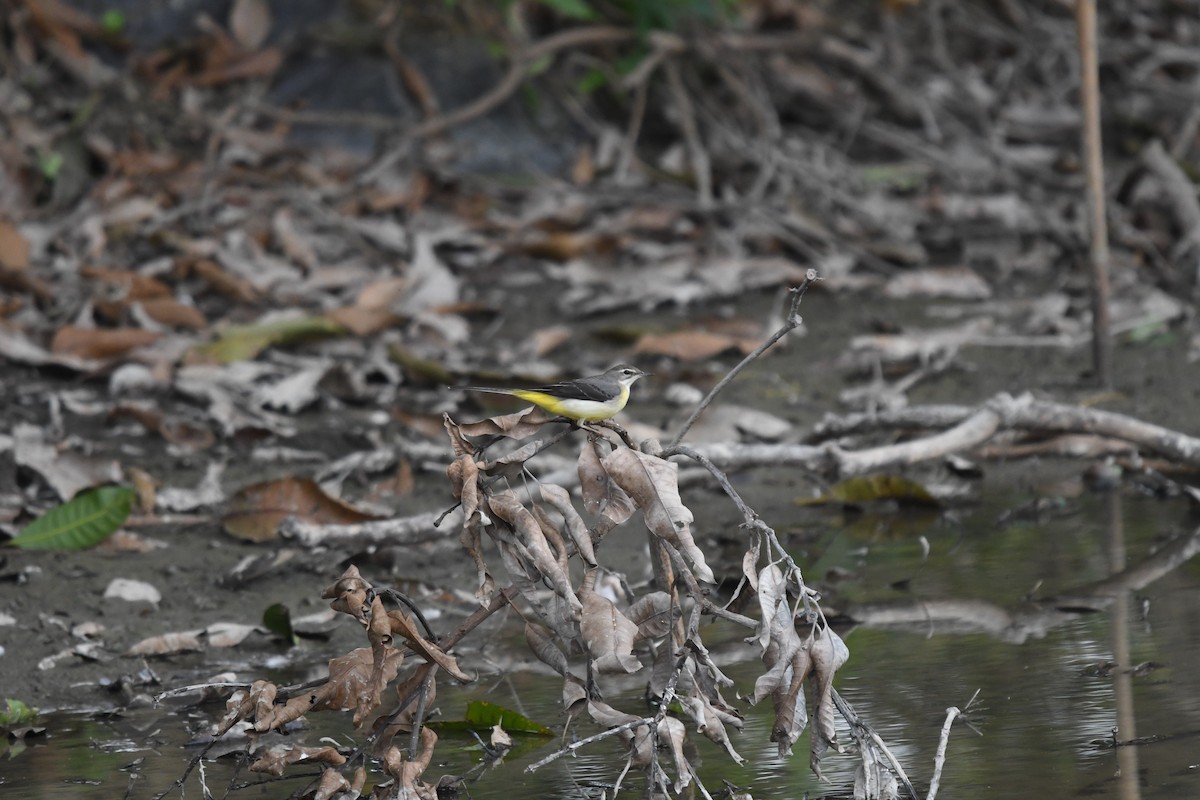 Gray Wagtail - ML612803418