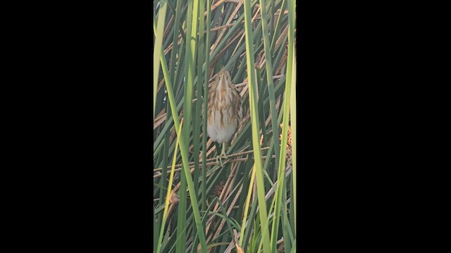 Stripe-backed Bittern - ML612803439