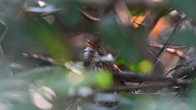 Puff-throated Babbler - ML612803499