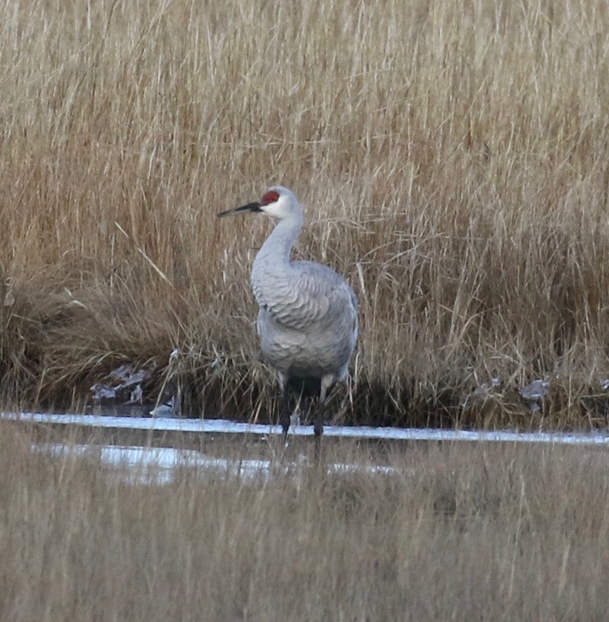 Sandhill Crane - ML612803552