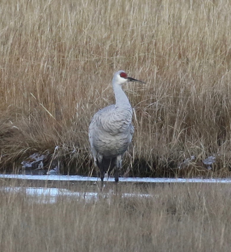 Sandhill Crane - ML612803554