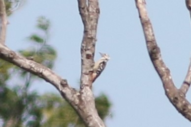 Freckle-breasted Woodpecker - ML612803581