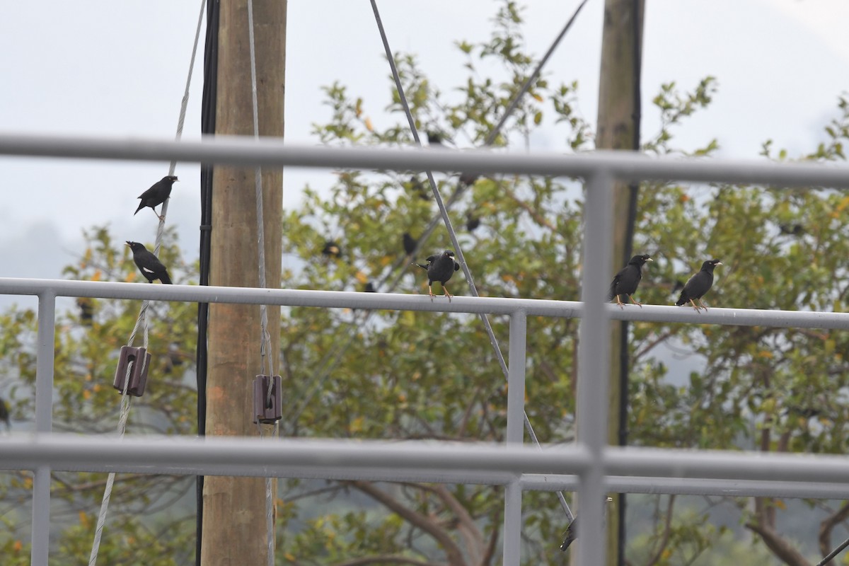 Crested Myna - ML612803590