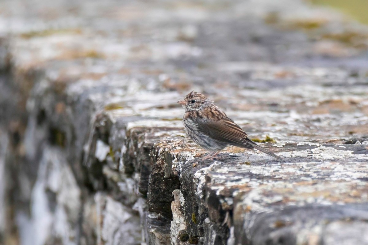 Chipping Sparrow - LAURA FRAZIER